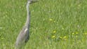 Gray Heron Reserve - Trnovska vas